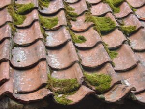 How To Remove Moss From Your Roof in Southbury, CT